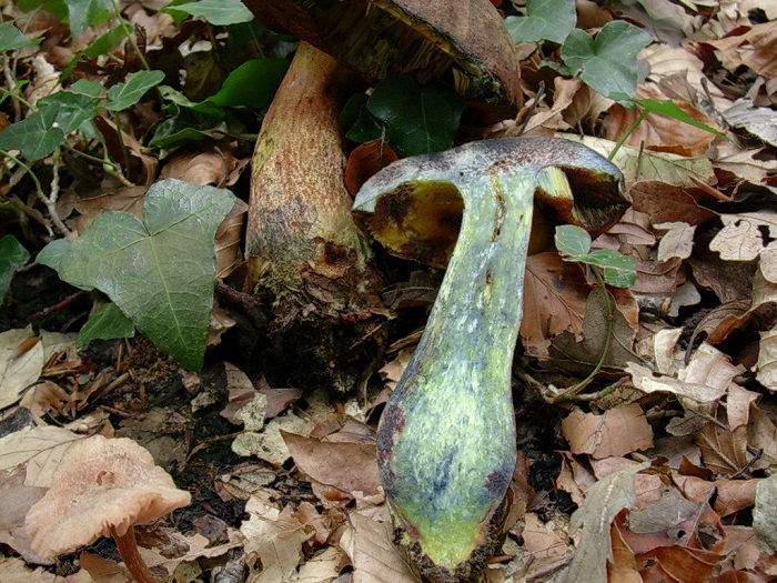 839 Novembre vecchio ritrovamento